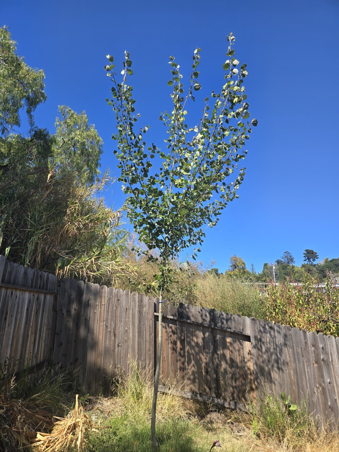 Deer hybrid aspen in Oakland on August 5, 2026
